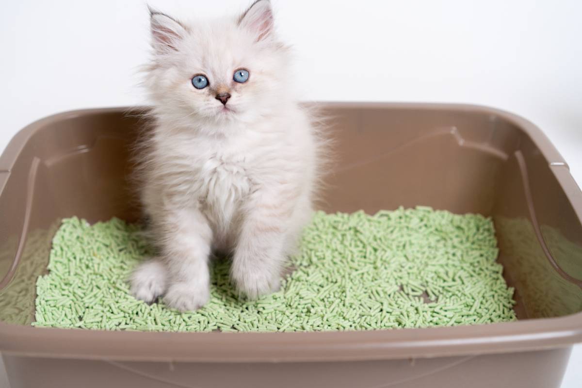 teaching-a-little-white-kitten-to-the-toilet-cat-2024-10-18-11-04-41-utc (1)