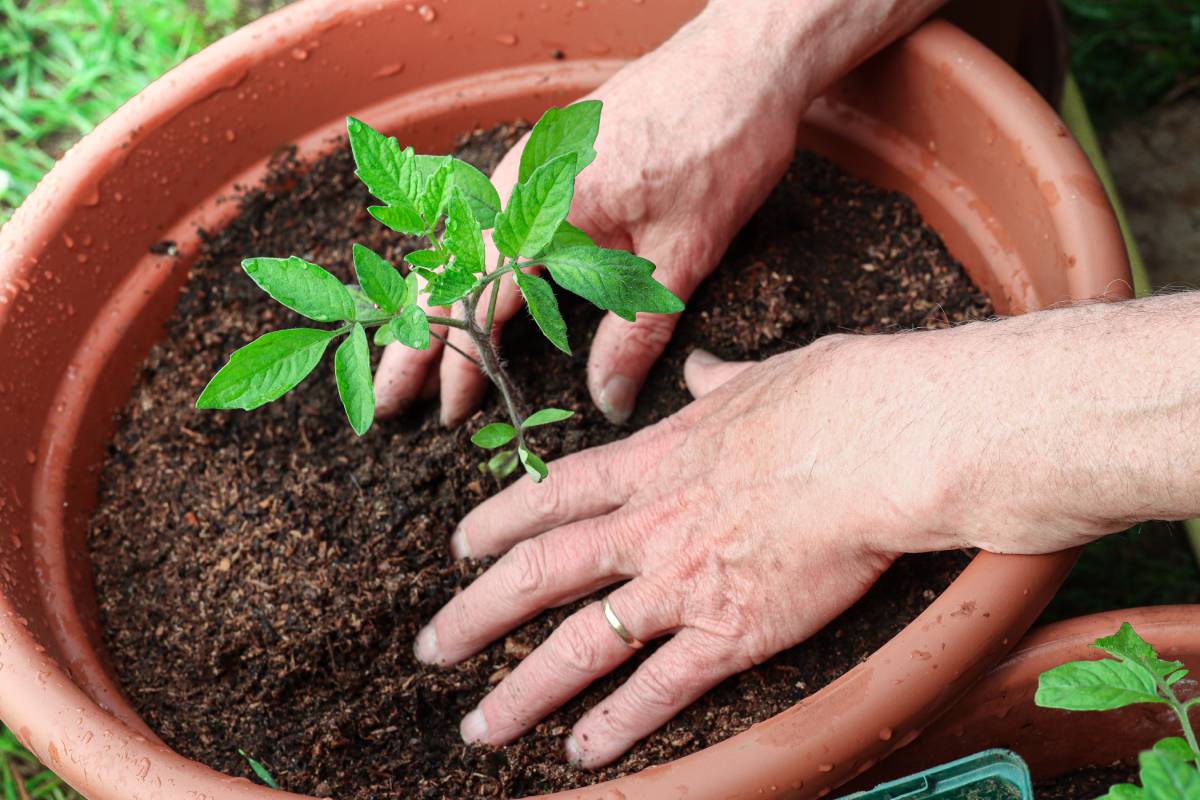 A man plants young green tomato sprouts into the pots,