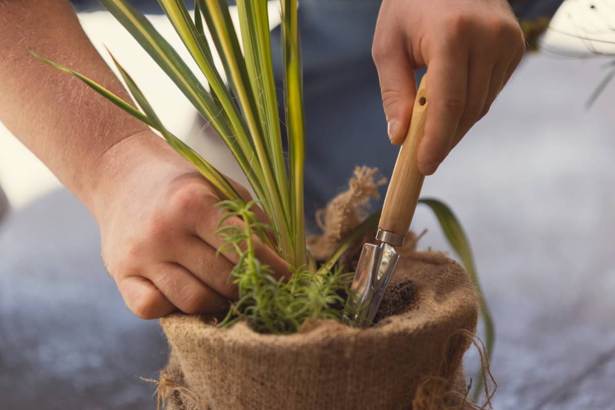 Cropped image man, farmer working in the garden, outdoors Concept of professional occupation, work, activity