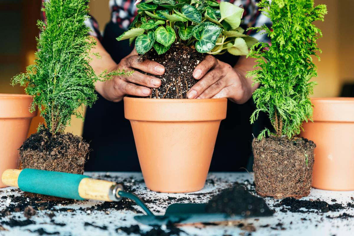 Woman's hands transplanting plant.