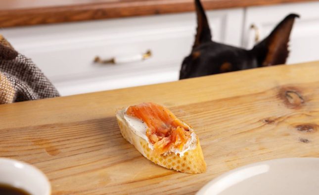 doberman-dog-asks-for-food-from-the-table-of-the-h-2025-01-10-05-24-27-utc (1)