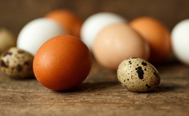 ไข่ไก่ vs ไข่เป็ด vs ไข่นกกระทา มีประโยชน์ต่อร่างกายต่างกันหรือไม่?