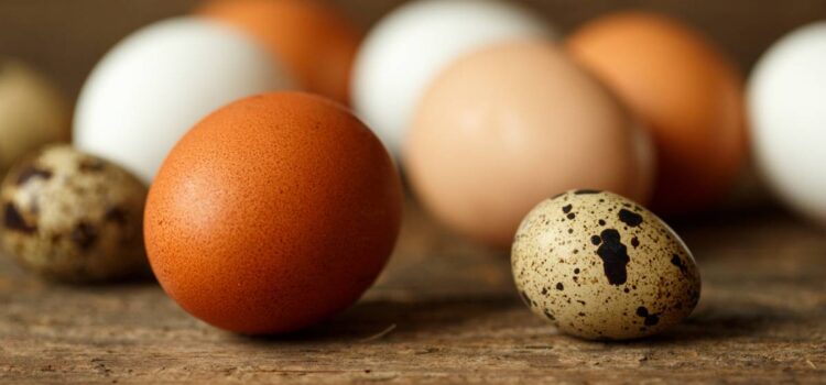 ไข่ไก่ vs ไข่เป็ด vs ไข่นกกระทา มีประโยชน์ต่อร่างกายต่างกันหรือไม่?