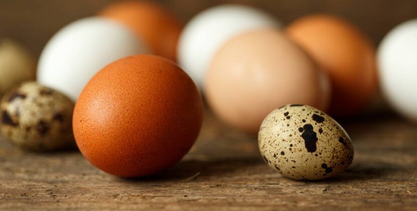 ไข่ไก่ vs ไข่เป็ด vs ไข่นกกระทา มีประโยชน์ต่อร่างกายต่างกันหรือไม่?